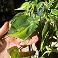 IMG_0265