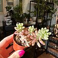 Sedum Rubrotinctum Aurora Pink Jelly Bean Succulent