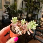 Sedum Rubrotinctum Aurora Pink Jelly Bean Succulent