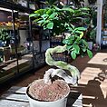IMG_0277
