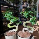 Large Mature Bonsai Tree Ficus Ginseng 20cm pot