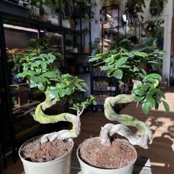 Large Mature Bonsai Tree Ficus Ginseng 20cm pot Houseplants bonsai