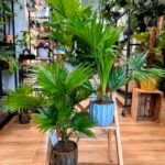 Livistona Rotundifolia Fan Palm in Glazed Planter 12cm