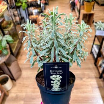 Euphorbia Silver Swan Haracias 15cm pot Houseplants cactus 2