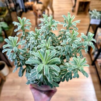 Euphorbia Silver Swan Haracias 15cm pot Houseplants cactus
