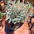 IMG_0539-EDIT
