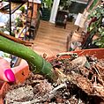 IMG_0652