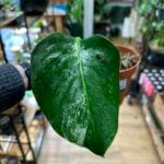 Variegated Monstera Albo 15cm pot REDUCED