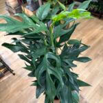 Epipremnum Pinnatum Baltic Blue Pothos 17cm pot