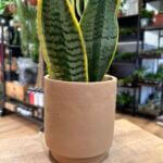 Concrete Mustard Plain Planter For 12cm pot