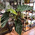 IMG_0910