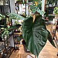 IMG_0911