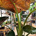 IMG_0912