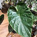IMG_0917