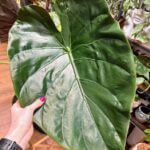 Alocasia Wentii Large Elephant Ear 24cm pot