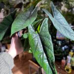 Alocasia Scalprum Elephant Ear 14cm pot