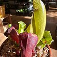 IMG_1050