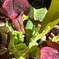 IMG_1051