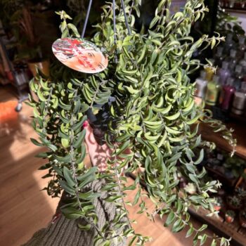 Aeschynanthus Twister Lipstick Plant 15cm pot Hanging & Trailing blooming