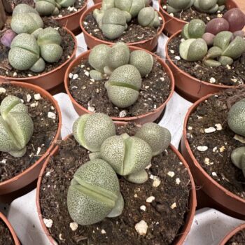 Pleiospilos Nelii Split Rock Lithops Succulent 8.5cm Houseplants 5.5cm plant 3