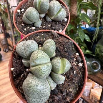 Pleiospilos Nelii Split Rock Lithops Succulent 8.5cm Houseplants 5.5cm plant 2