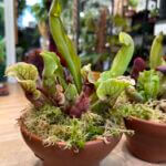 Carnivorous Sarracenia Terracotta pot 16cm