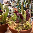 IMG_1115