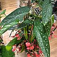 IMG_1340