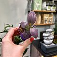 IMG_1383