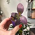 IMG_1385