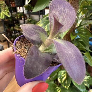 Tradescantia Purple Heart Inchplant 5cm Hanging & Trailing 5cm plant 2