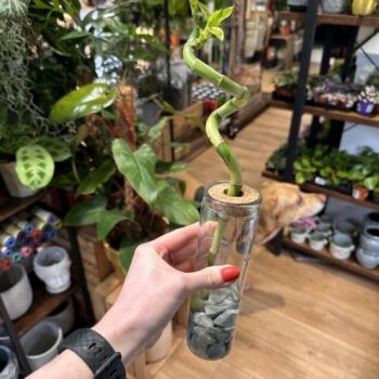 Lucky Bamboo Spiral Dracaena Sanderiana Jar With Cork Houseplants
