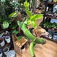 IMG_1418