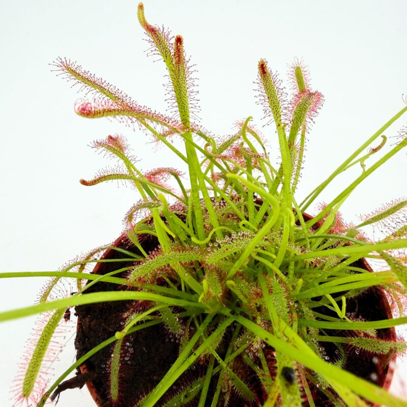 Carnivorous Sundew Drosera Capensis sundew plant drosera capensis carnivorous houseplant sticky leaves insect catching plant