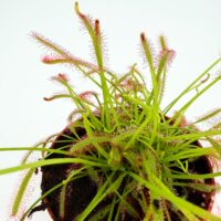 sundew plant drosera capensis carnivorous houseplant sticky leaves insect catching plant