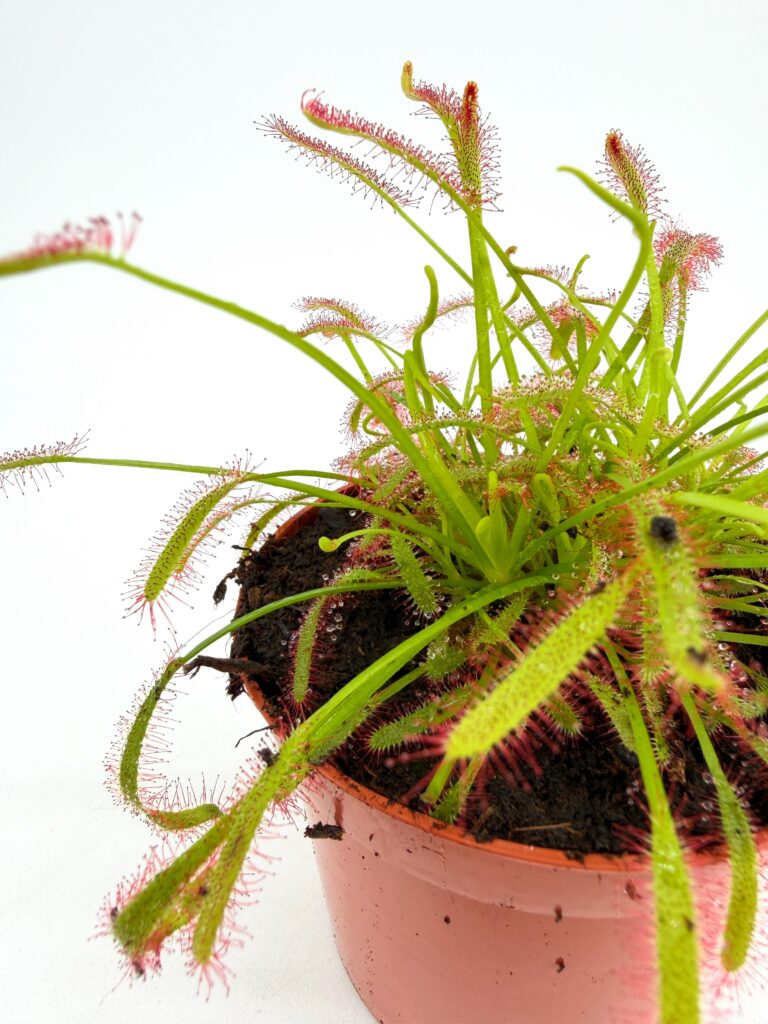 drosera capensis sundew plant in nursery pot carnivorous plant catching fungus gnats