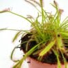 drosera capensis sundew plant in nursery pot carnivorous plant catching fungus gnats
