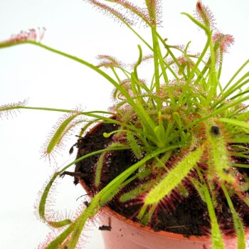 drosera capensis sundew plant in nursery pot carnivorous plant catching fungus gnats