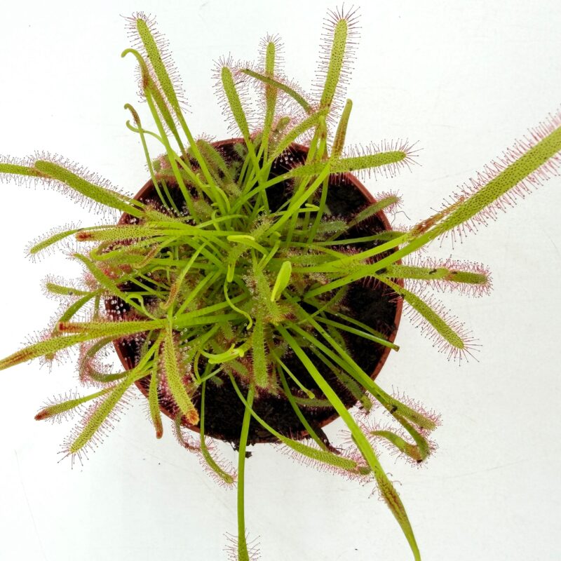 Carnivorous Sundew Drosera Capensis top view sundew plant drosera capensis carnivorous houseplant sticky tentacles