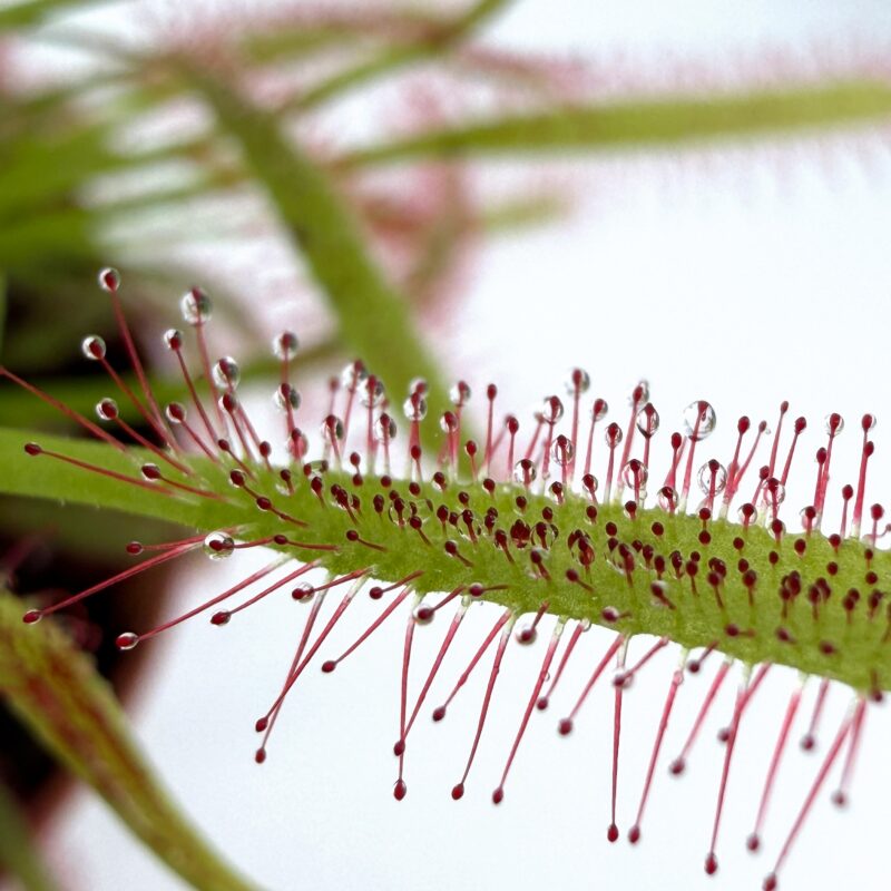 Carnivorous Sundew Drosera Capensis close up sundew plant sticky droplets drosera capensis insect trapping tentacles detail
