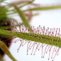 close up sundew plant sticky droplets drosera capensis insect trapping tentacles detail