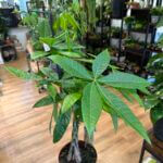 Pachira Aquatica Lucky Money Tree Large 21cm pot