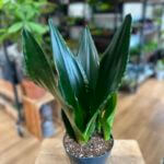 Sansevieria Trifasciata Snake Plant Whitney 14cm pot