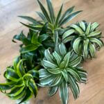 Dracaena Dragon Palm 13cm Terracotta Pot