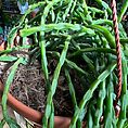 IMG_1888