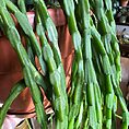 IMG_1890
