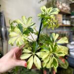 Umbrella Plant Schefflera Arboricola Janine 9cm pot
