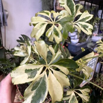 Umbrella Plant Schefflera Arboricola Janine 9cm pot Houseplants 2