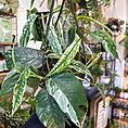 IMG_1905