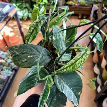 Epipremnum Philodendron Pinnatum Albo Variegata 15cm pot Hanging & Trailing easy care